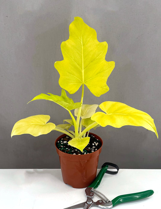 Plant Proper - Philodendron Wars - 4"pot