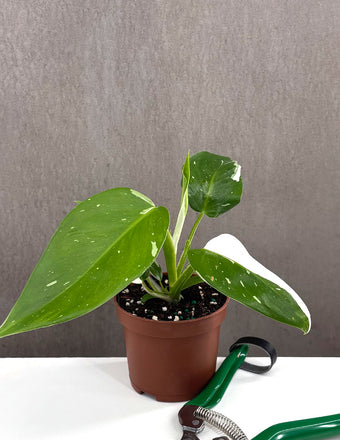 Philodendron White Wizard - Plant Proper - 3.5" Pot