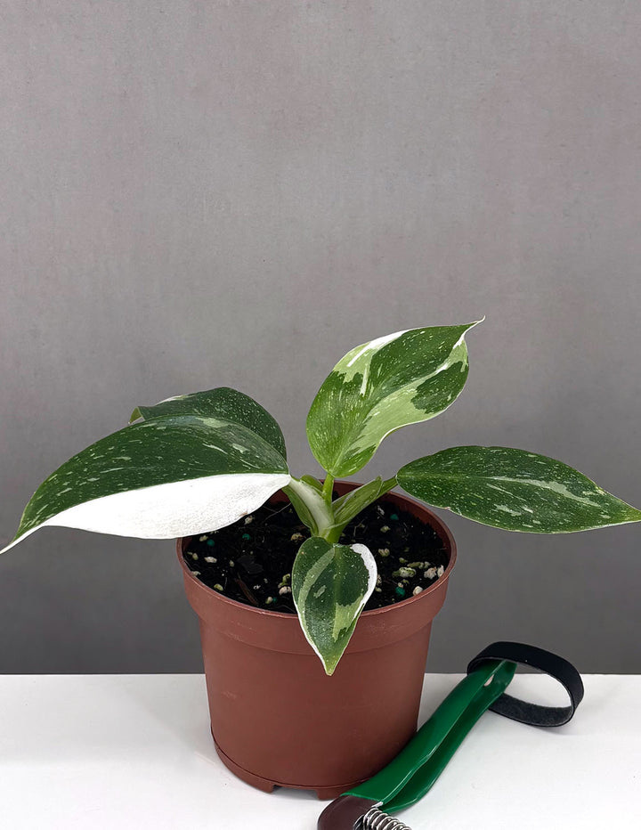 philodendron wg Philodendron White Wizard