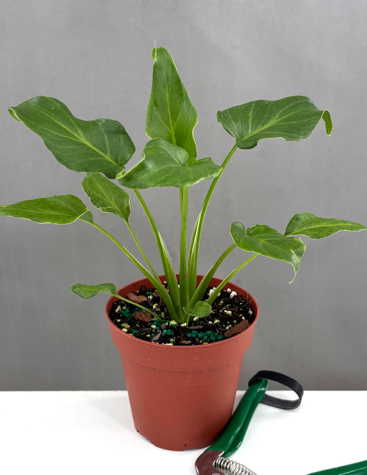 Philodendron Xanadu
