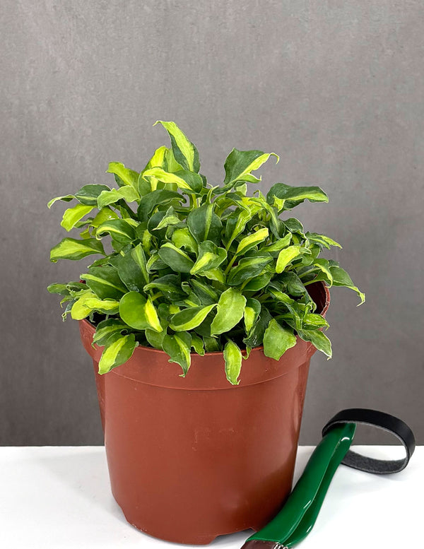 Philodendron Xanadu Variegated - Plant Proper - 4" Pot