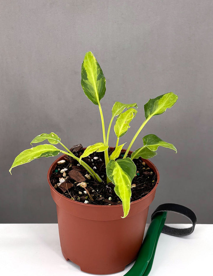 philodendron xanadu low light Philodendron Xanadu Variegated