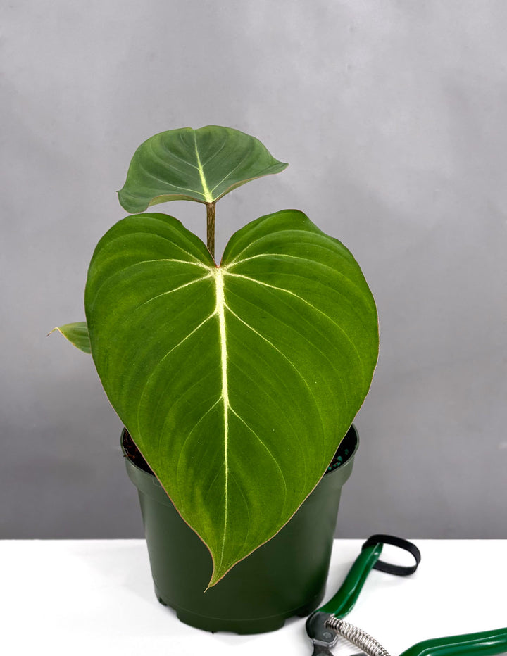 philodendron gloriosum for sale near me Rare Gloriosum Philodendron - Houseplant