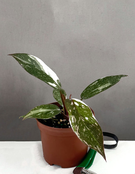 Plant Proper - Phiodendron Red Anderson - 3.5"pot