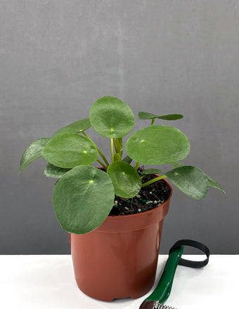 Pilea Peperominoides - Plant Proper - 4" Pot