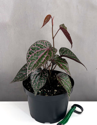 Piper Crocatum - Houseplant - Plant Proper - 4" Pot
