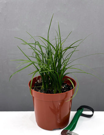 Ponytail Palm - Houseplants - Plant Proper - 4" Pot