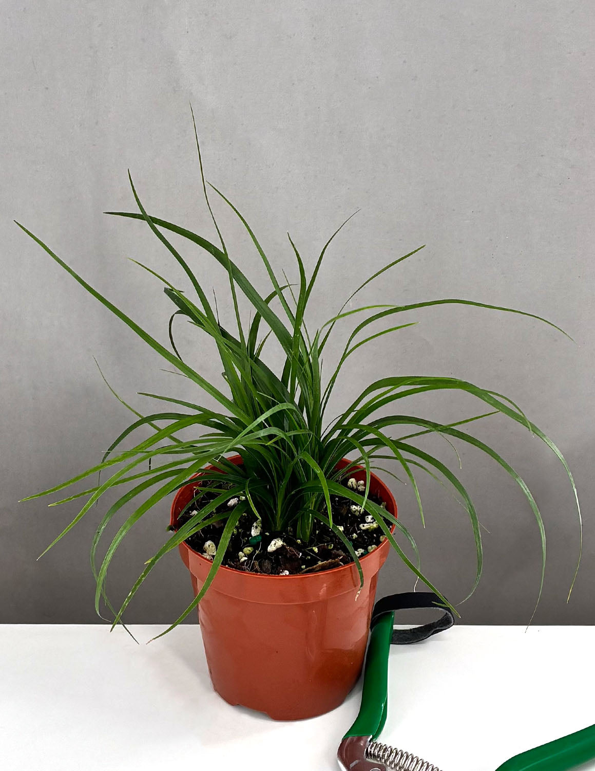 Ponytail Palm | Houseplant