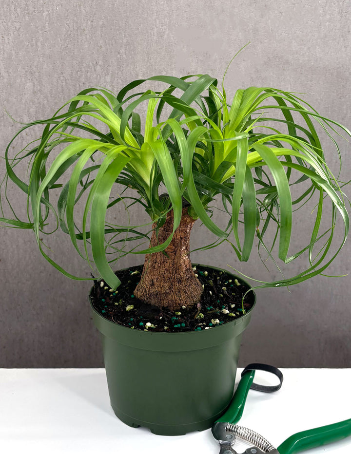 is a ponytail palm a succulent Ponytail Palm | Houseplant