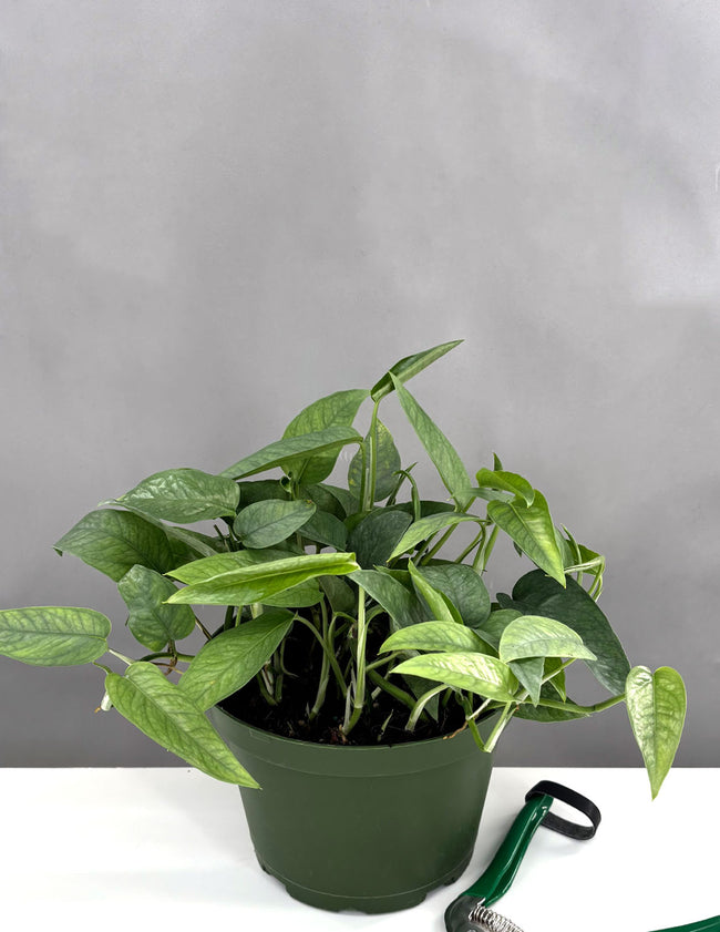 Cebu Blue Pothos