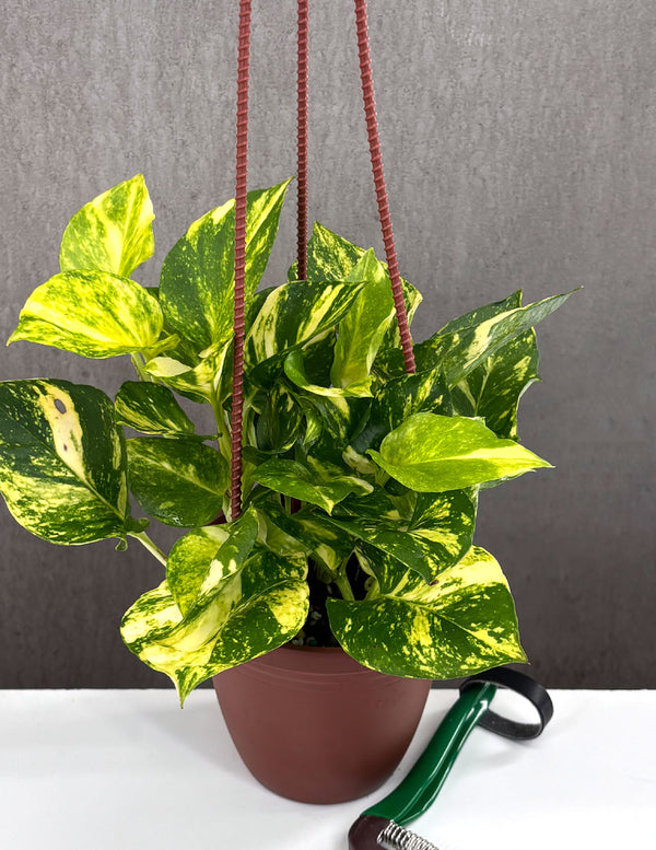 Pothos Churchill Gold - Plant Proper - 4" Hanging Basket