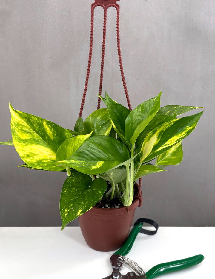 difference between golden pothos and hawaiian Epipremnum aureum 'Golden Pothos' 4" Pot