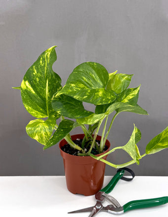 Pothos Hawaiian - Plant Proper - 4" Pot
