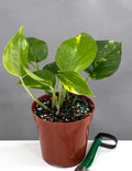 Pothos Hawaiian - Plant Proper - 4" Pot