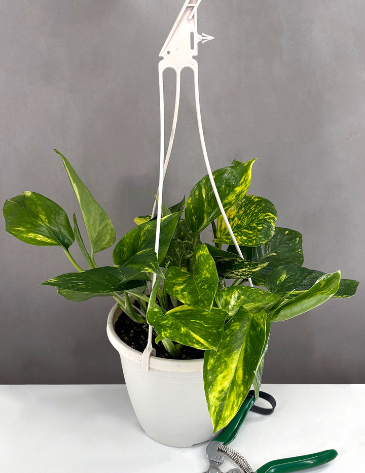 Pothos Hawaiian | Golden Hawaiian