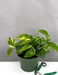 Pothos Hawaiian - Plant Proper - 6" Pot