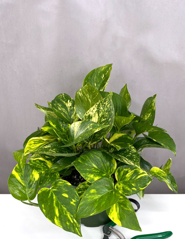 golden pothos fertilizer Epipremnum aureum 'Golden Pothos' 4" Pot
