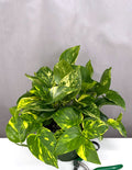 Pothos Hawaiian - Plant Proper - 6" Pot