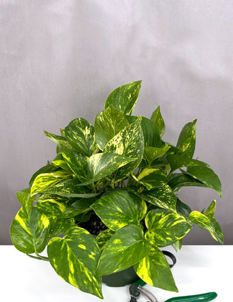 Pothos Hawaiian - Plant Proper - 4" Pot
