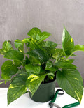 Pothos Hawaiian - Plant Proper - 6" Pot