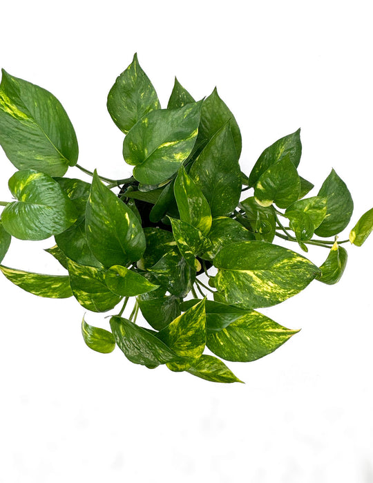 The Complete Guide to Hawaiian Pothos Care