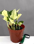 Manjula Pothos - Plant Proper - 4" Pot