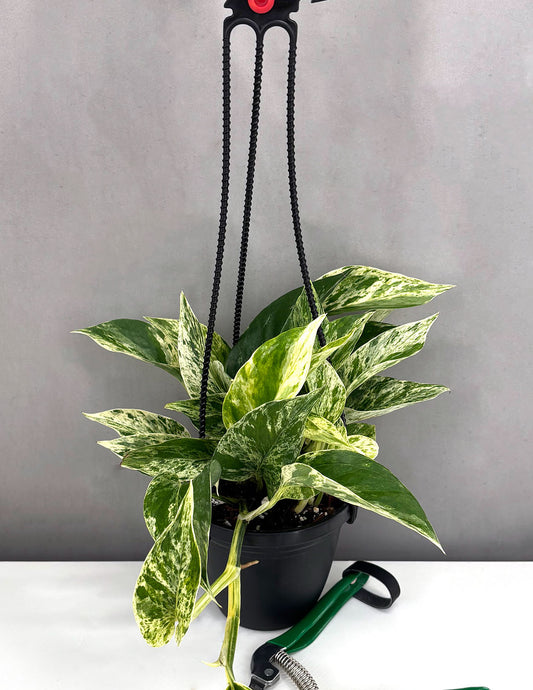 Pothos Marble Prince - Plant Proper - 4" Hanging Basket