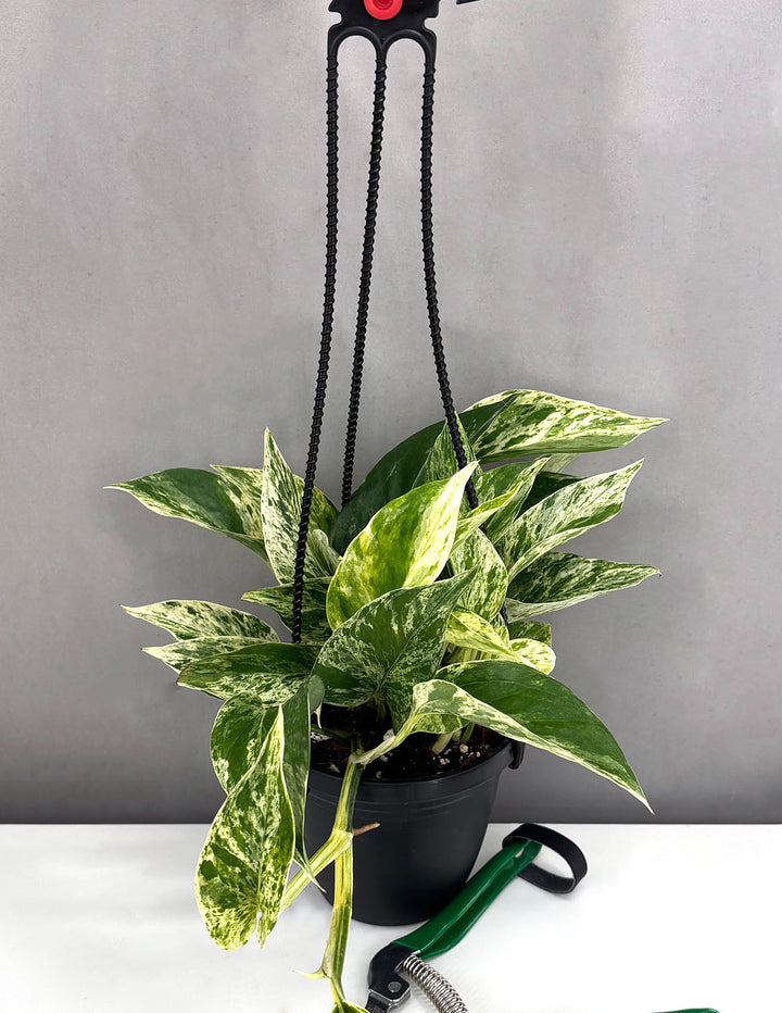 Pothos Marble Prince