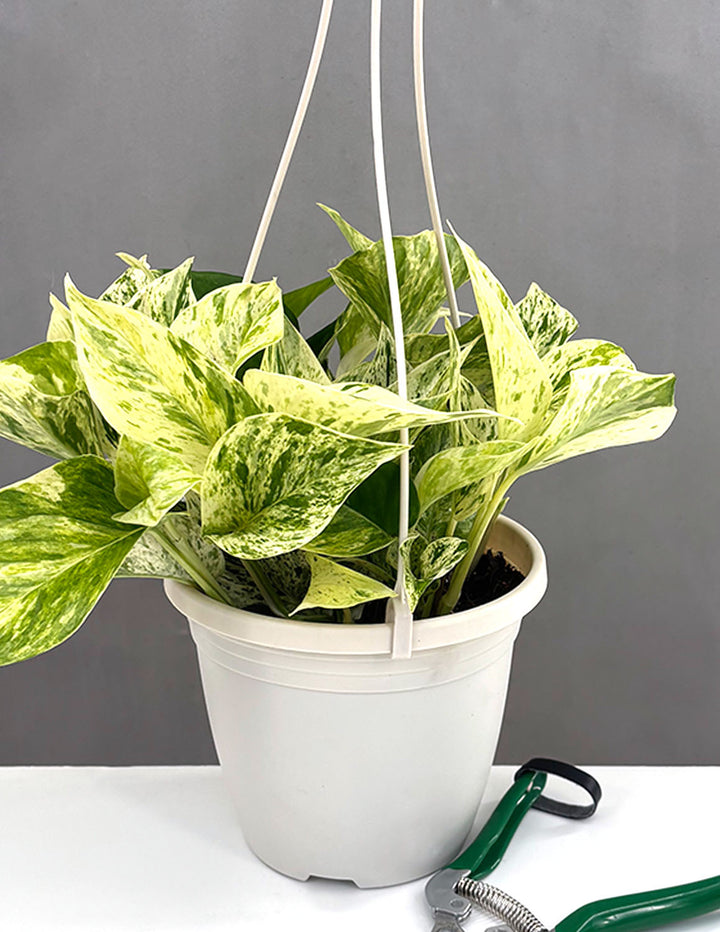 can marble queen pothos live in water Pothos Marble Queen | Devil's Ivy Plant