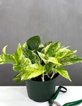 Pothos Marble Queen - Plant Proper - 6" Pot