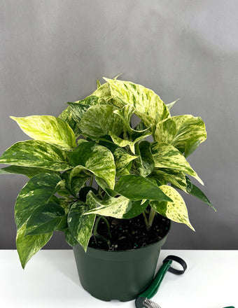 Pothos Marble Queen - Plant Proper - 4" Pot