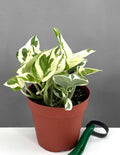 Pothos N'Joy - Plant Proper - 4" Pot