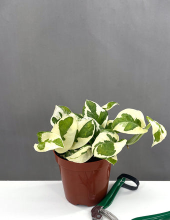 Pothos N'Joy - Plant Proper - 4" Pot