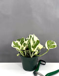 Pothos N'Joy - Plant Proper - 4" Pot