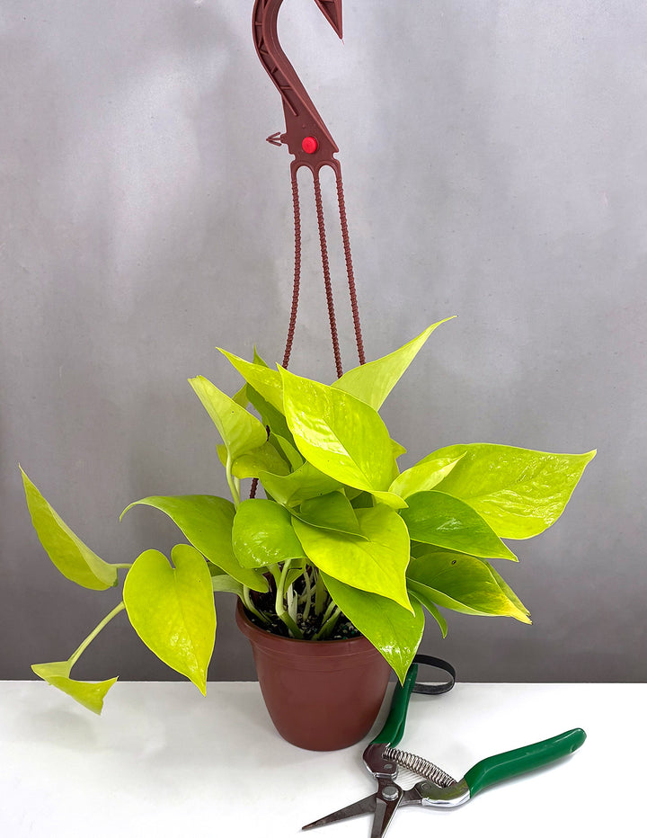 cube plants Indoor Hydroponic Smart Garden for Vegetables and Herbs Single main image 1