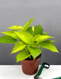 Neon Pothos - Plant Proper - 4" Pot