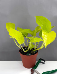 Philodendron Pink Princess Marble