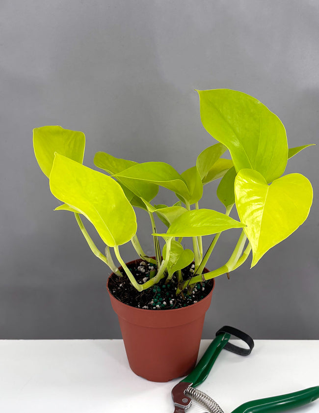 Pothos Neon