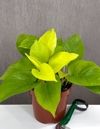 Pothos Neon - Plant Proper - 4" Pot