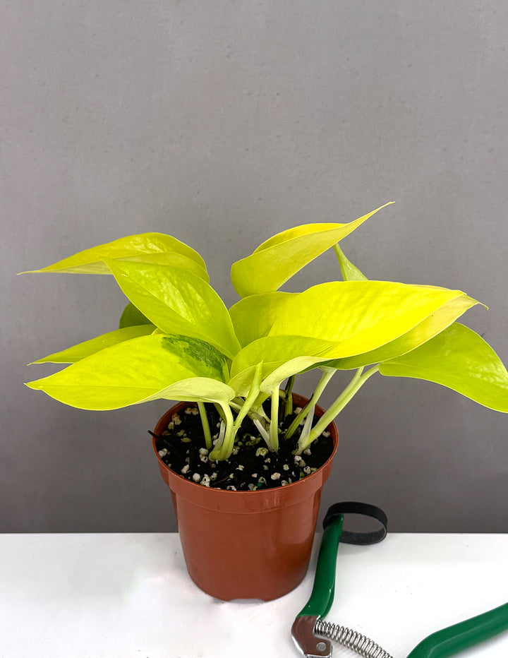 pothos plant near me Pothos Neon