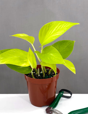 Pothos Neon - Plant Proper - 4" Pot
