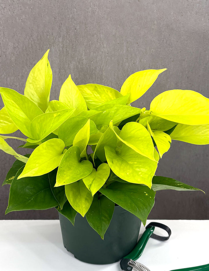 Pothos Neon | Houseplants | Always Affordable at Plant Proper