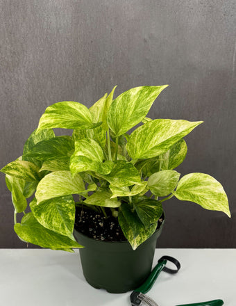 Pothos Neon Queen - Plant Proper - 4" Hanging Basket
