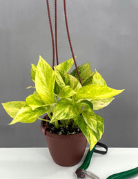 Pothos Neon Queen