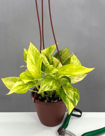 Pothos Neon Queen - Plant Proper - 4" Hanging Pot