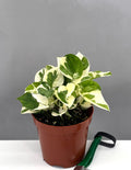 Pothos N'Joy - Plant Proper - 4" Pot