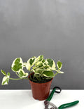 Pothos N'Joy - Plant Proper - 4" Pot