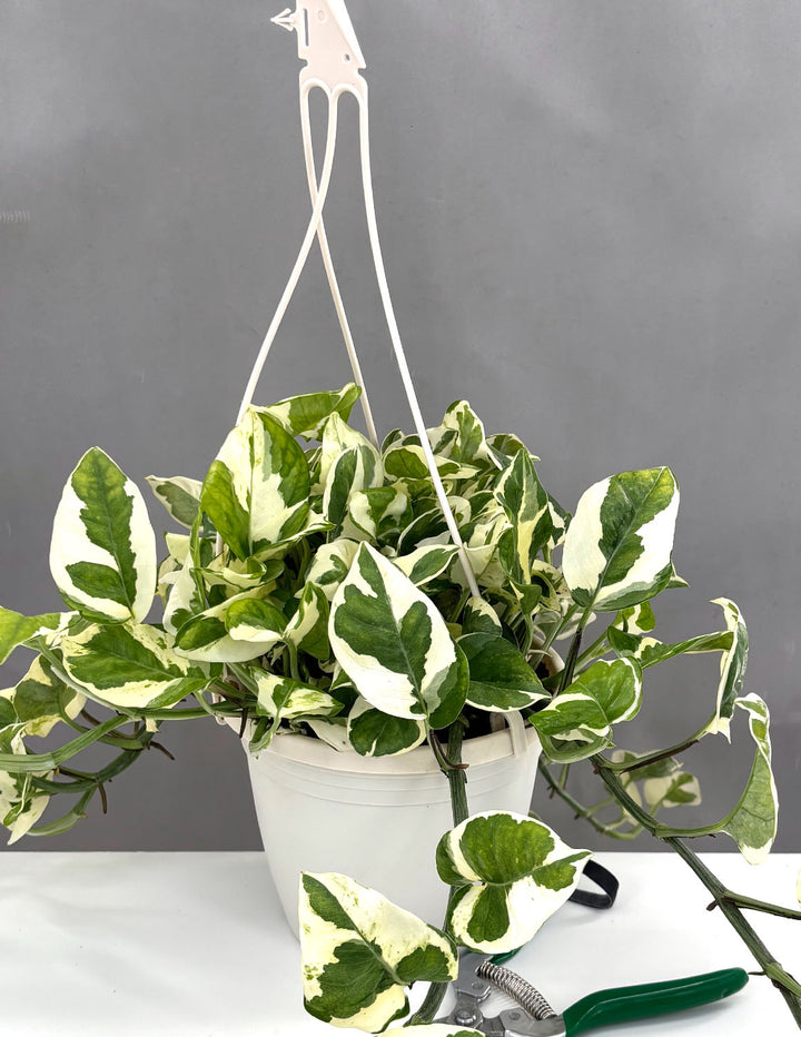 Pothos Njoy - Plant Proper - 6" Hanging Pot