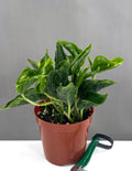 Pothos Shangri La - Plant Proper - 4" Pot