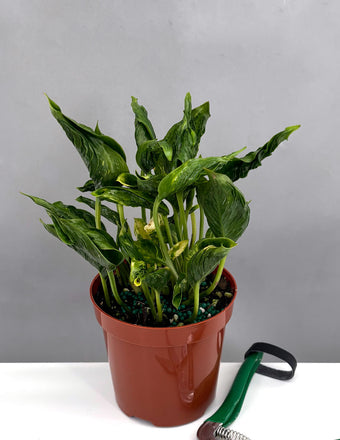 Pothos Shangri La - Plant Proper - 4" Pot